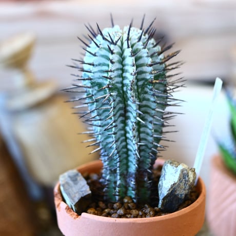 YAMABACHI ver. N/OH × Euphorbia  horrida    no.111901