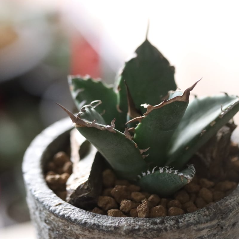 たけろうポット〝シリンダー ″ テツ たけろうポット Toky鉢 2個セット