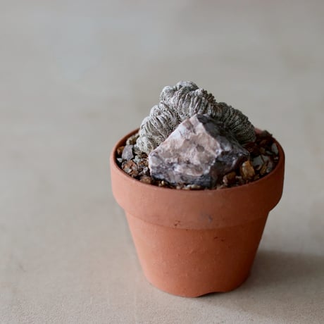 Astrophytum myriostigma f. crist. × YAMABACHI (3号)  no.104/28