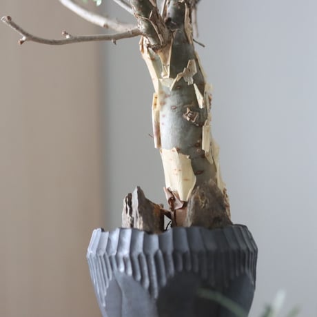 Bursera fagaroides × N/OH  no.51236
