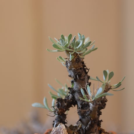 Othonna euphorbioides (黒鬼城) × N/OH   no.119-25
