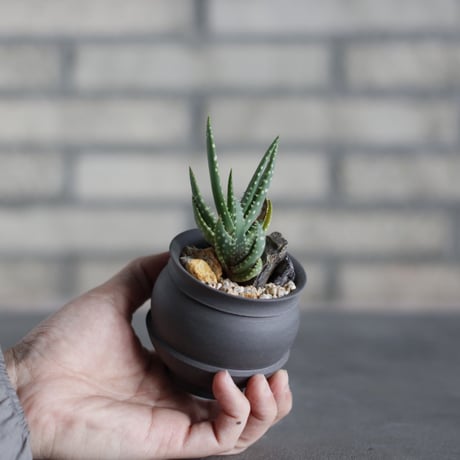 Aloe succotrina Weston SW.Cape Prov. × takero pot (2.5号)  no.524/34