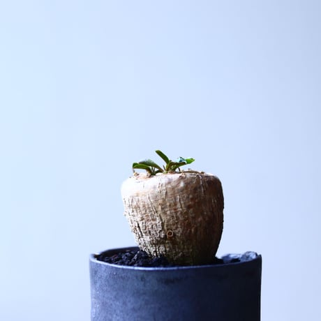 ユーフォルビア  スバポダ  Euphorbia subapoda    no.90626