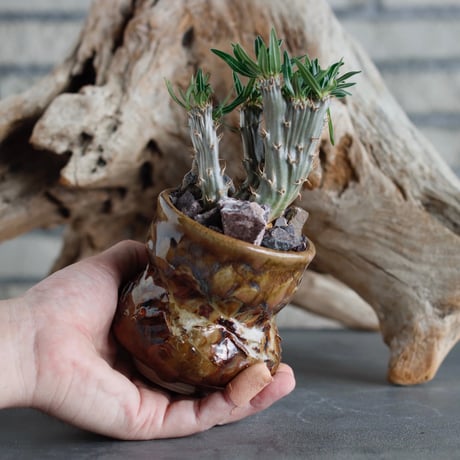 Pachypodium gracilius 綴化 × P＆A (2.5号)  no.622-21