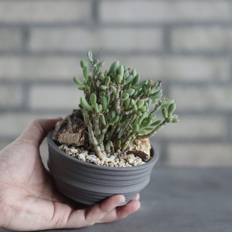Tylecodon schaeferanus × takero pot (3.5号) no.419/107