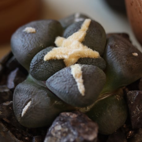 Ariocarpus fissuratus var. lloydii (連山) × たけろうポット  no.112-22