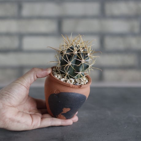 Ferocactus chrysacanthus / 金冠竜 × N/OH (2.5号)  no.510/39