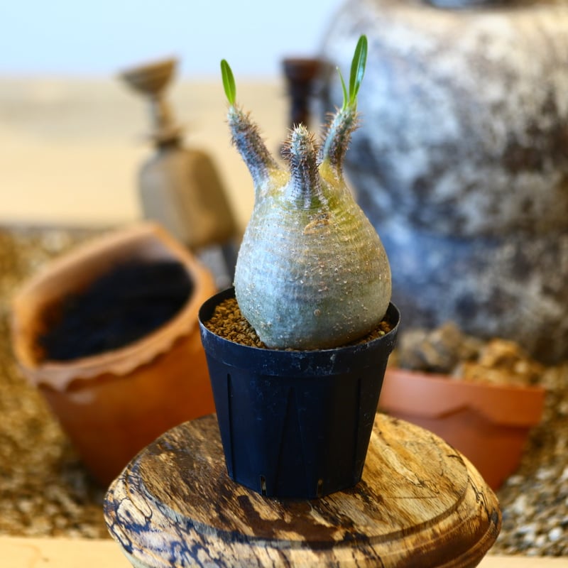 C*T様 パキポディウム　グラキリス Pachypodium gracilius no.32445 | 芽の巣山