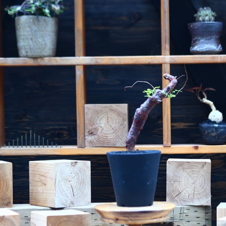 コミフォラ モンストローサ   Commiphora monstrosa   no.82231