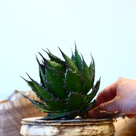 Agave horrida    no.121/8