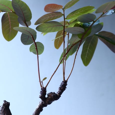 フィランサス   ミラビリス   Phyllanthus mirabilis  no.91501