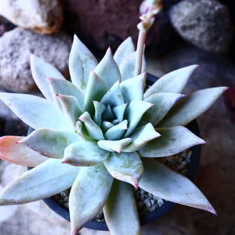 エケベリア  メキシカンジャイアント   Echeveria colorata 'Mexican Giant'.   no.32216