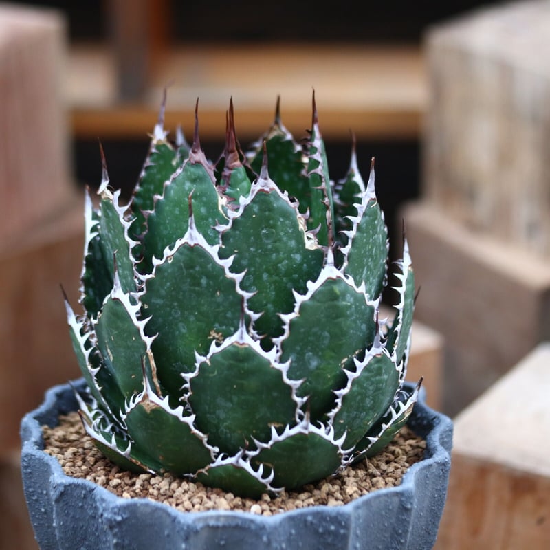 アガベ ホリダ 多肉植物 n18 アガベ ホリダ【多肉植物 5号鉢／1個売り