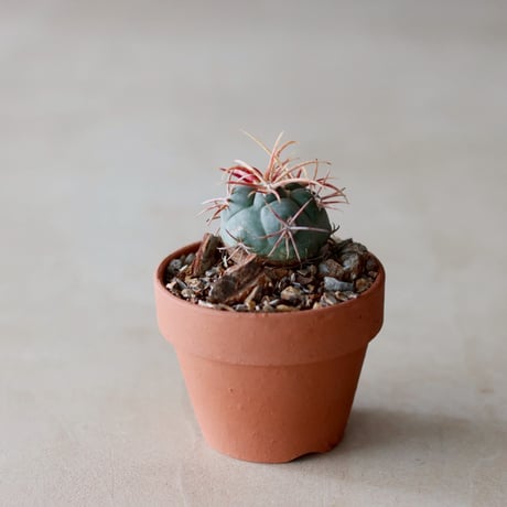 Thelocactus hexaedrophorus v. fossulatus / 緋冠竜 × YAMABACHI (3号)  no.104/32