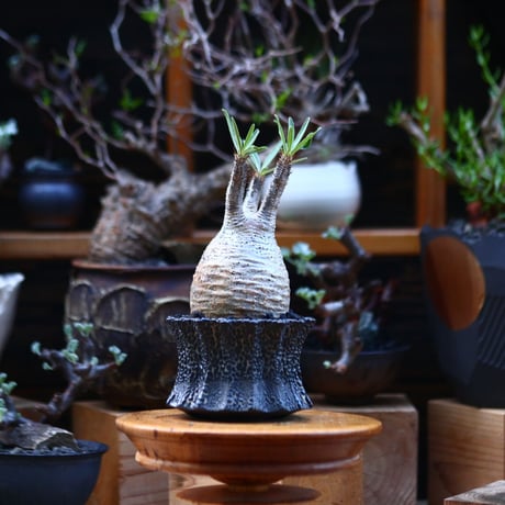 パキポディウム  グラキリス／Pachypodium  gracilius       no.92631