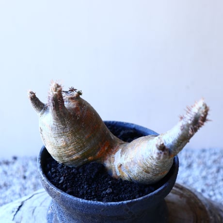 パキポディウム グラキリス   Pachypodium rosulatum var. gracilius no.11901