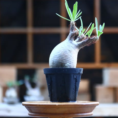 パキポディウム  グラキリス ／Pachypodium  gracilius     no.101723