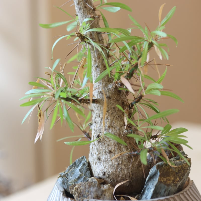 Fouquieria purpusii × N/OH no.228-4 | 芽の巣山