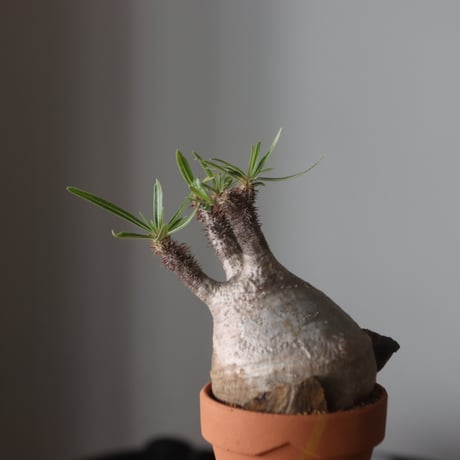 Pachypodium gracilius × YAMABACHI var. N/OH  no.905-30