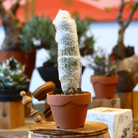 Pseudoespostoa melanostele × YAMABACHI    no.10787
