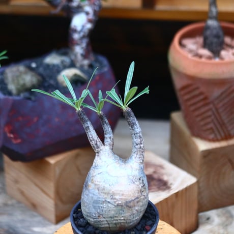 パキポディウム  グラキリス ／Pachypodium  gracilius     no.101038