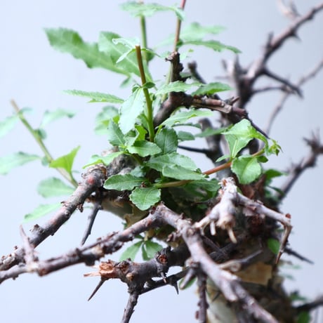 コミフォラ　エミニー　 Commiphora eminii　no.90823