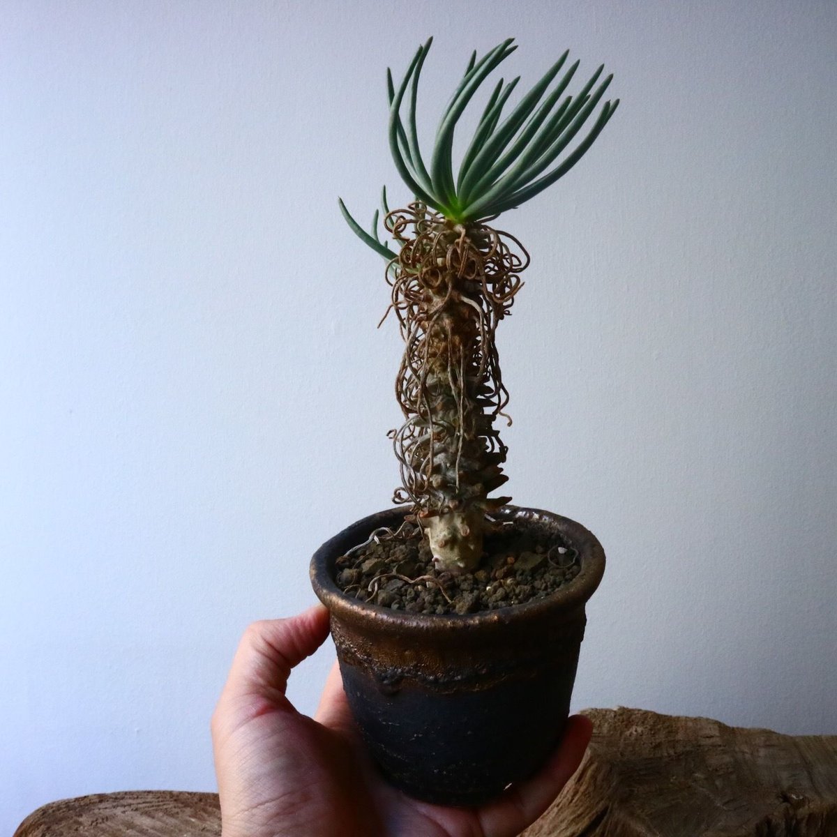 チレコドン ワリチー Tylecodon wallichii No.013 | 芽の巣山