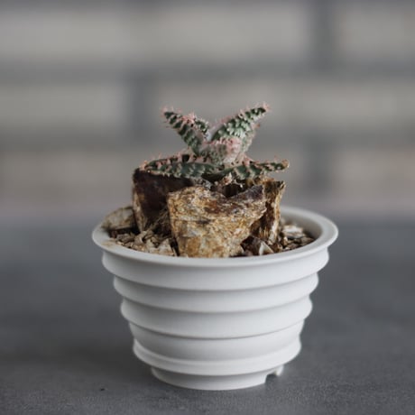 Aloe THE CORE HYBRID #C1 × takero pot (3号)  no.419/84