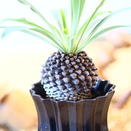 ユーフォルビア  鉄甲丸 実生 / Euphorbia bupleurifolia   no.82024