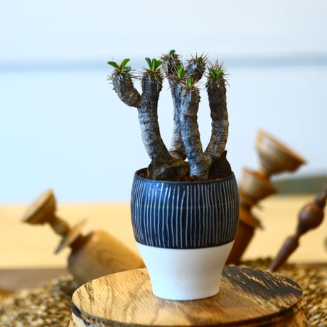 ユーフォルビア   ギラウミニアナ / Euphorbia guillauminiana   no.82019