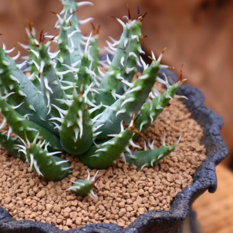 アロエ エリナケア / Aloe melanacantha ssp. var. erinacea  no.31228