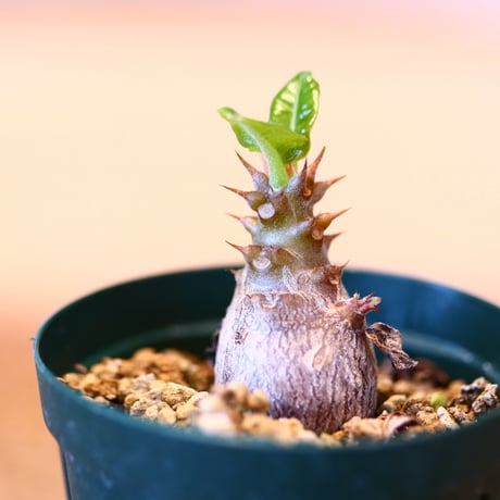 パキポディウム ウィンゾリー(実生)/ Pachypodium baronii var. windsorii    no.51441