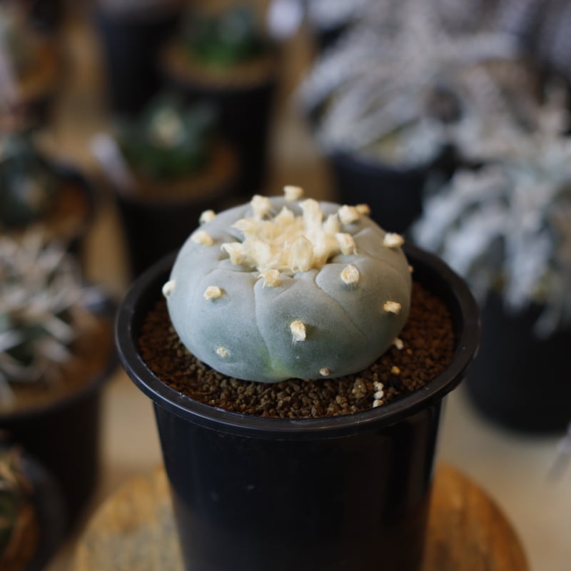 Lophophora 銀冠玉(3.5号) no.1226/10 | 芽の巣山