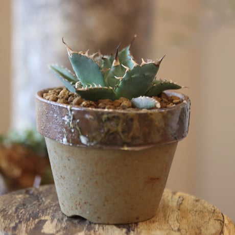 Agave titanota Sierra Mixteca × YAMABACHI var. 六本芽　no.82516