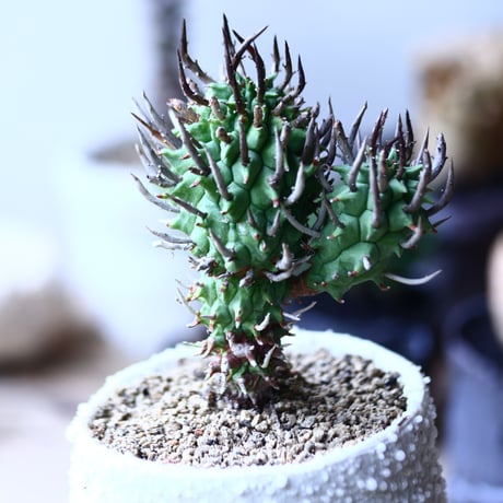 ユーフォルビア スコエンランディ 闘牛角   Euphorbia schoenlandii　no.90620