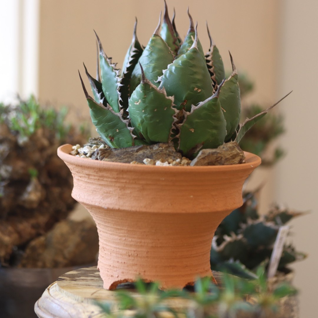 アガベホリダ極上株　Agave horrida No.AHRD010 アガベ ホリダ 【公式通販】