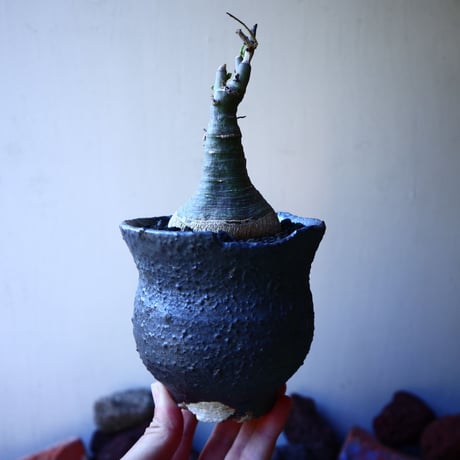 アデニア   グラウカ    Adenia glauca   no.32213