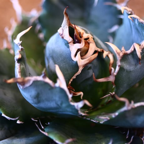 【9/9入荷未発根未活着ベアルート植込み】Agave titanota White Whale   no.101514