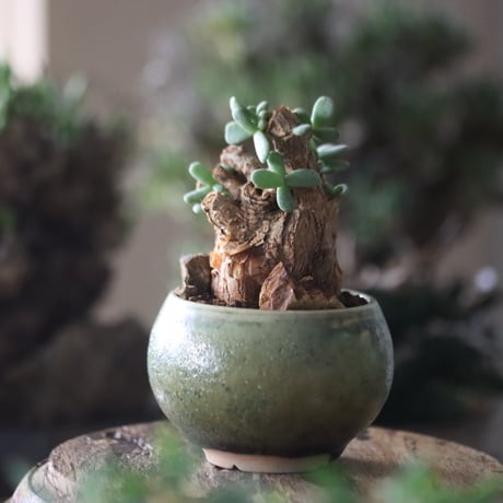 Ceraria pygmaea × 中川智治   no.81860