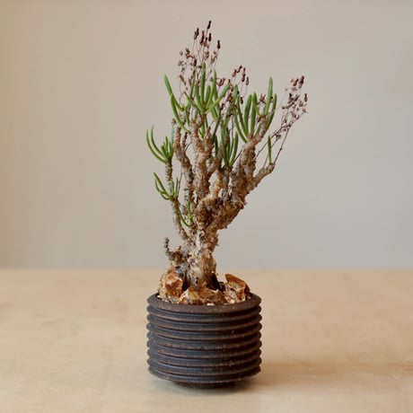 Tylecodon reticulate var. phyllopodium × PEMONE (3.5号)  no.125/14