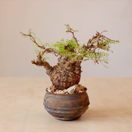 Operculicarya  pachypus × takero pot (4号)  no.125/8