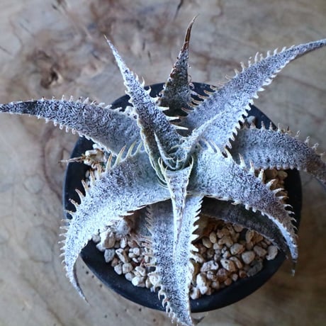 Dyckia mariner-lapstollei var estevesii.    002