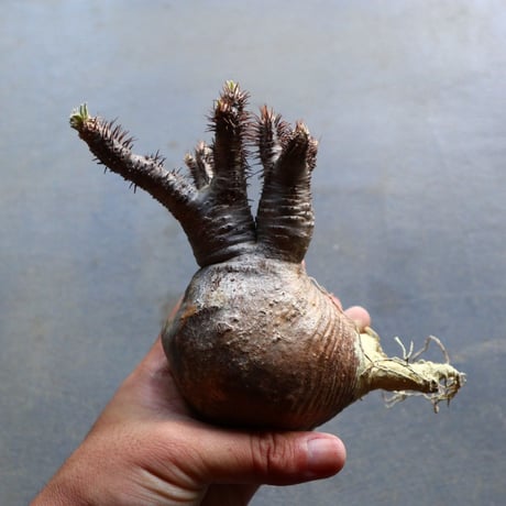パキポディウム グラキリス 抜苗  Pachypodium rosulatum var. gracilius no.92934