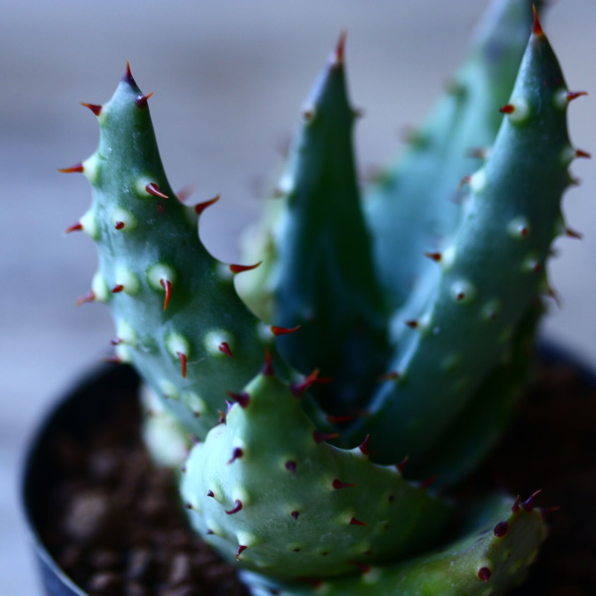 アロエ アクレアータ Aloe aculeata no.110803 | 芽の巣山