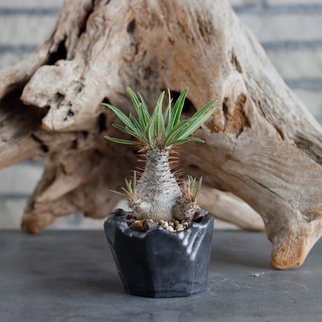 Pachypodium gracilius (BANKSIA WORKS ) × N/OH (2.5号)  no.622-11