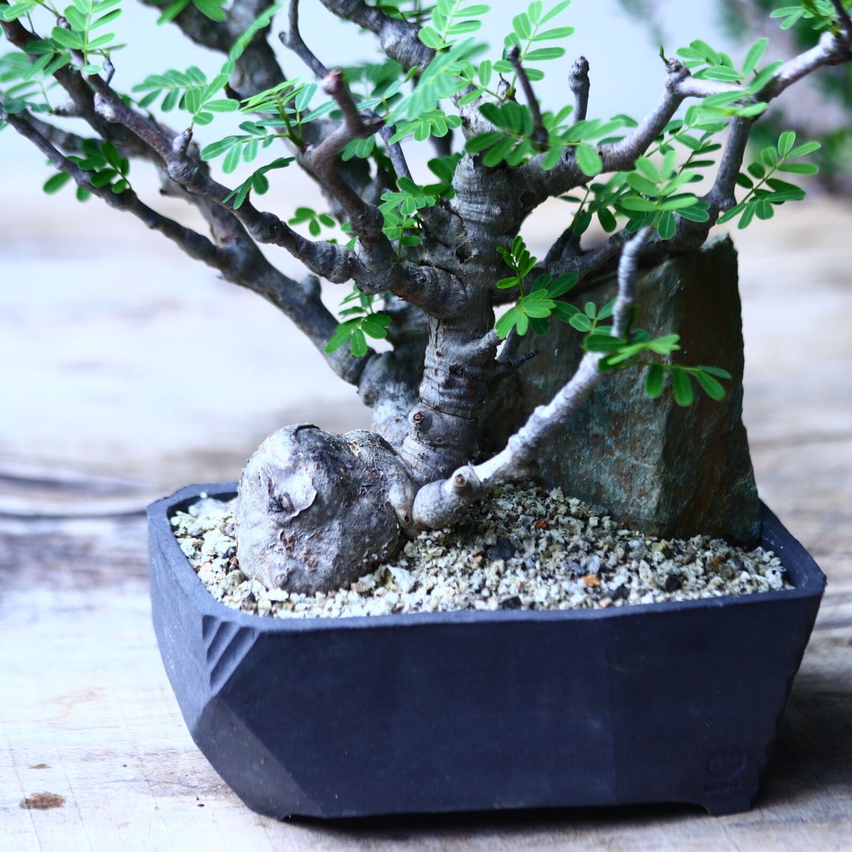 Hazanさん専用センナ メリディオナリス9 fit=scale-down,w=1200