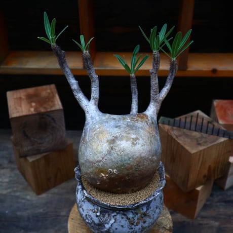 パキポディウム  グラキリス／Pachypodium  gracilius   no.80753