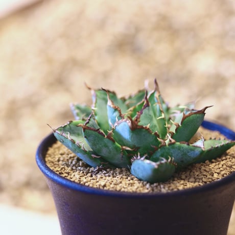 アガベ チタノタ フィリグリー / Agave titanota "Filigree crested    no.42317