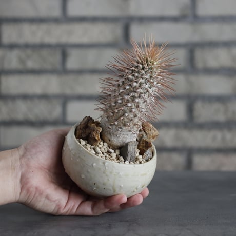 Pachypodium namaquanum × Naoto Hirata (3号)  no.706-18