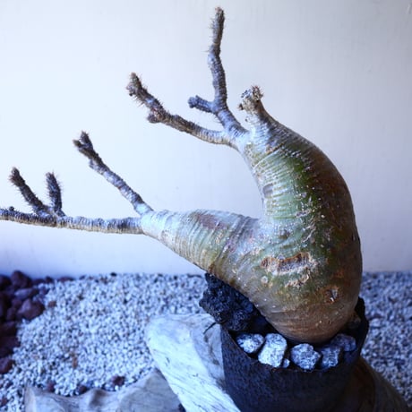 パキポディウム グラキリス   Pachypodium rosulatum var. gracilius no.11208